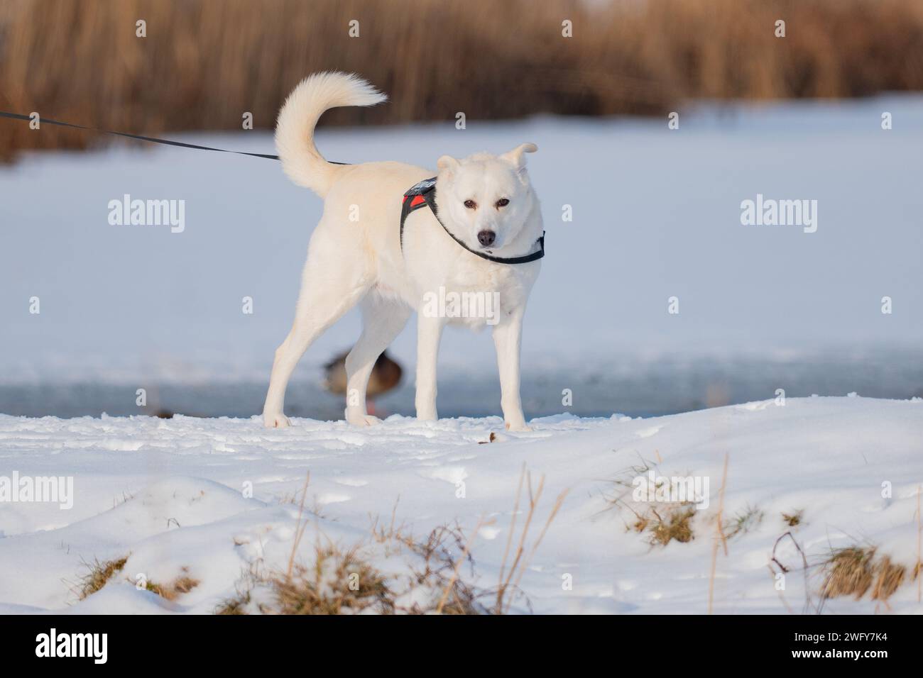 Weißer Hund auf Schnee, Winter Stockfoto
