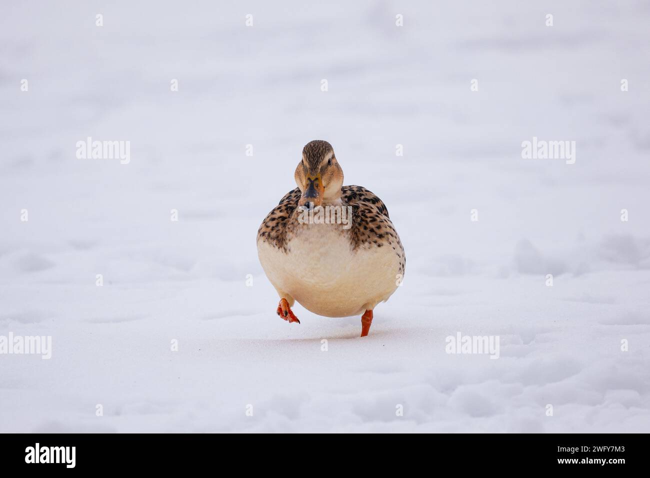 Ente läuft auf Schnee Stockfoto