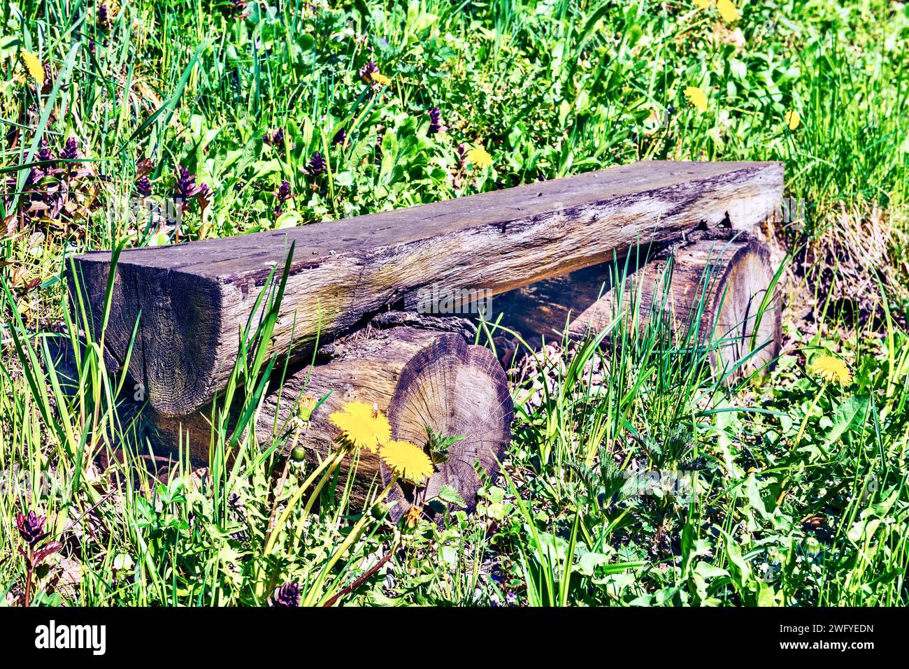 Alte Holzbank im grünen Gras auf dem Hintergrund von Löwenzahn Stockfoto