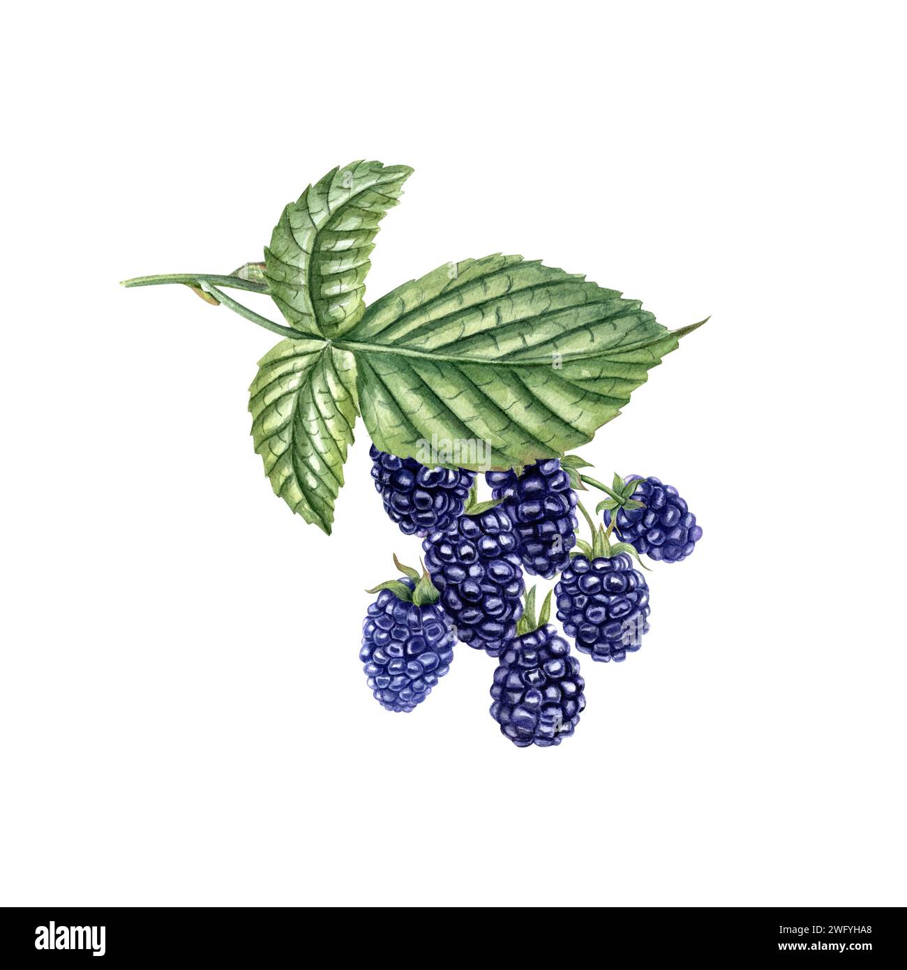 BlackBerry in Zweigstelle. Reifer saftiger Bramble mit Blättern. Wald- und Gartenbeeren. Dewberry. Aquarellabbildung. Für Vorlage, Paket, Kochbuch Stockfoto