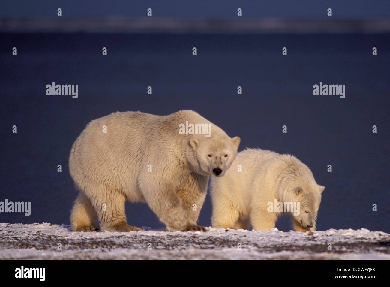 Eisbären, Ursus maritimus, säen mit Jungen entlang der arktischen Küste, Kaktovik Barter Island 1002 Küstenebene Arctic National Wildlife Refuge Alaska Stockfoto