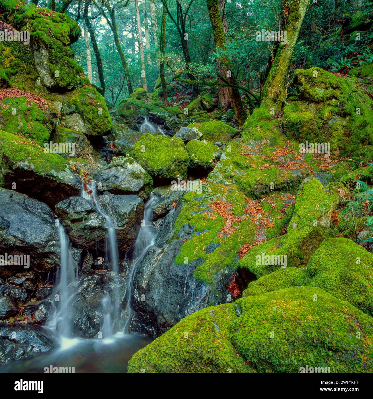 Upper Cataract Falls, Cataract Creek, Mount Tamalpais, Marin County, Californiatif Stockfoto