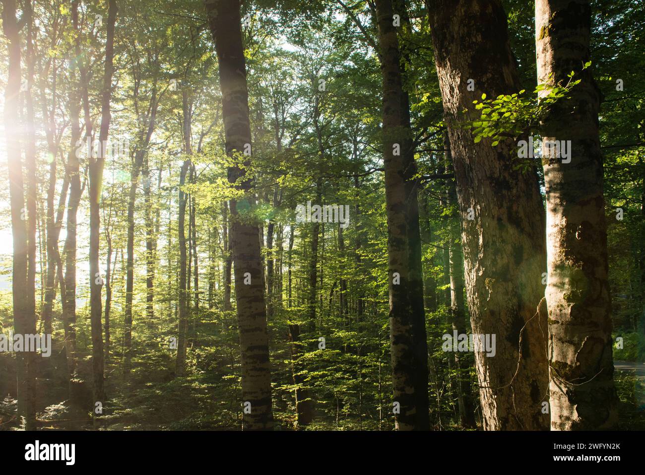 Wald rund um den Biograd See im Biogradska Gora Nationalpark, Montenegro Stockfoto