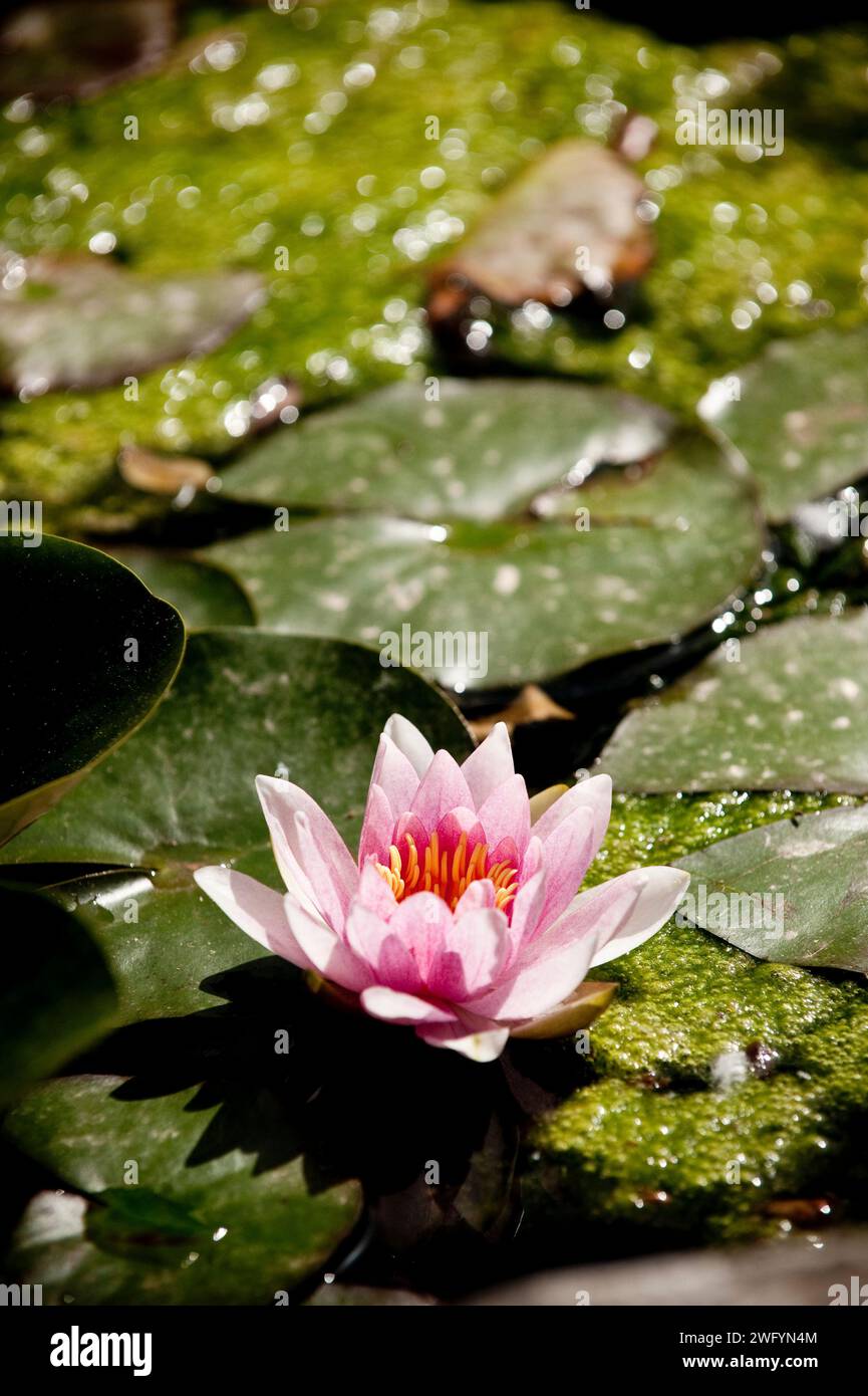 Lotus Lily im Giardino di Ninfa, Gärten, Provinz Latina, Rom, Italien Stockfoto