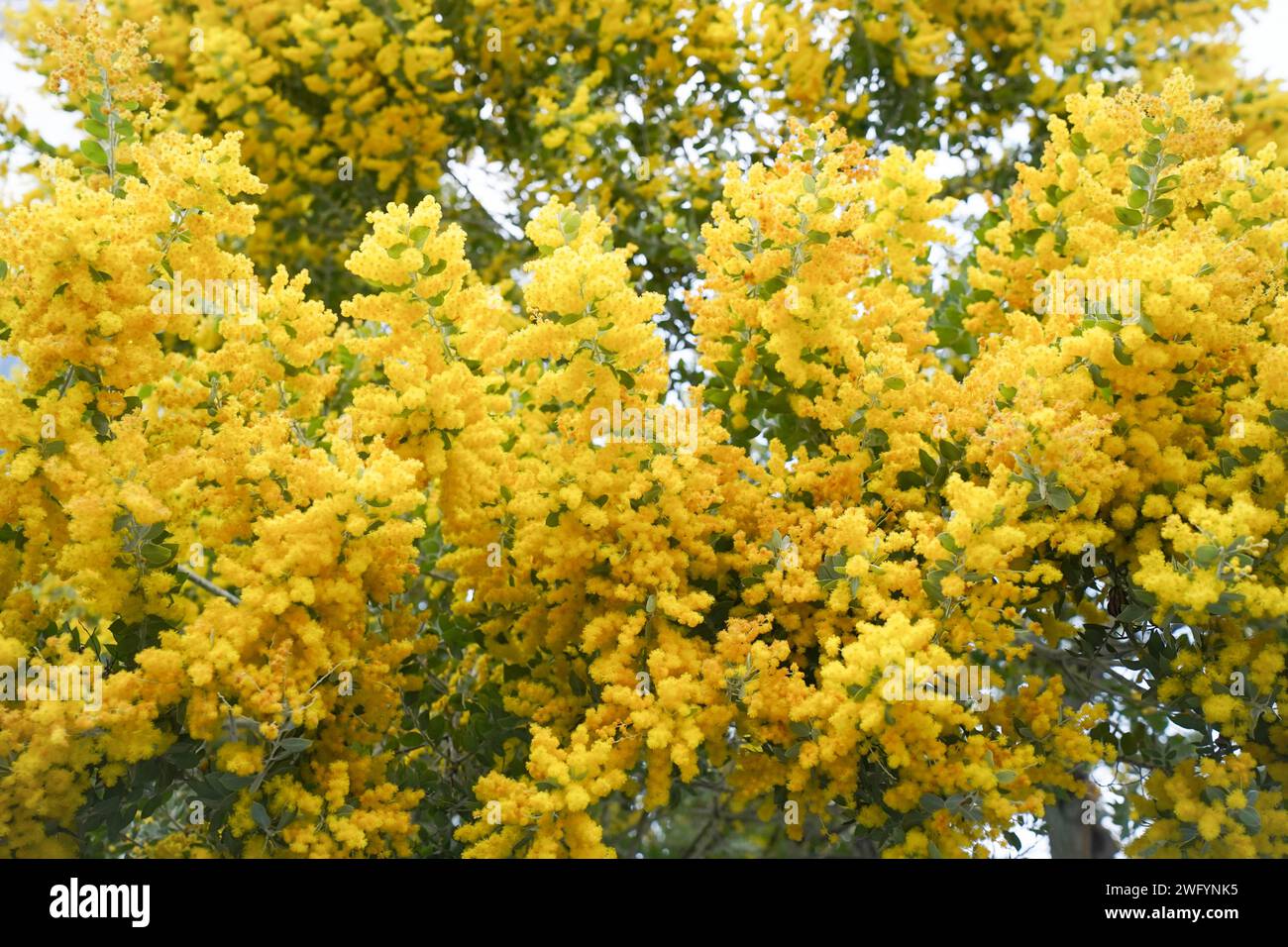 Mimosa-Baum mit flauschigen, zarten Blüten davon. Hintergrund des gelben Mimosabaums. Urlaubs- und Mimosablütendekoration. Stockfoto