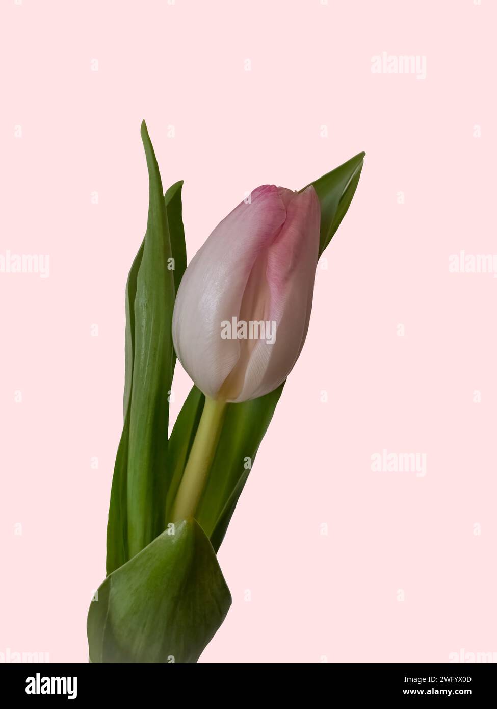Kleine blassrosa Tulpenblüte isoliert auf einem blassrosa Hintergrund Stockfoto