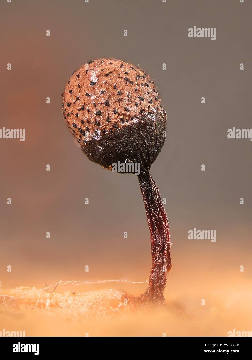 Cribraria piriformis, eine Schleimform, kein gebräuchlicher englischer Name, Mikroskopbild von Sporangien Stockfoto