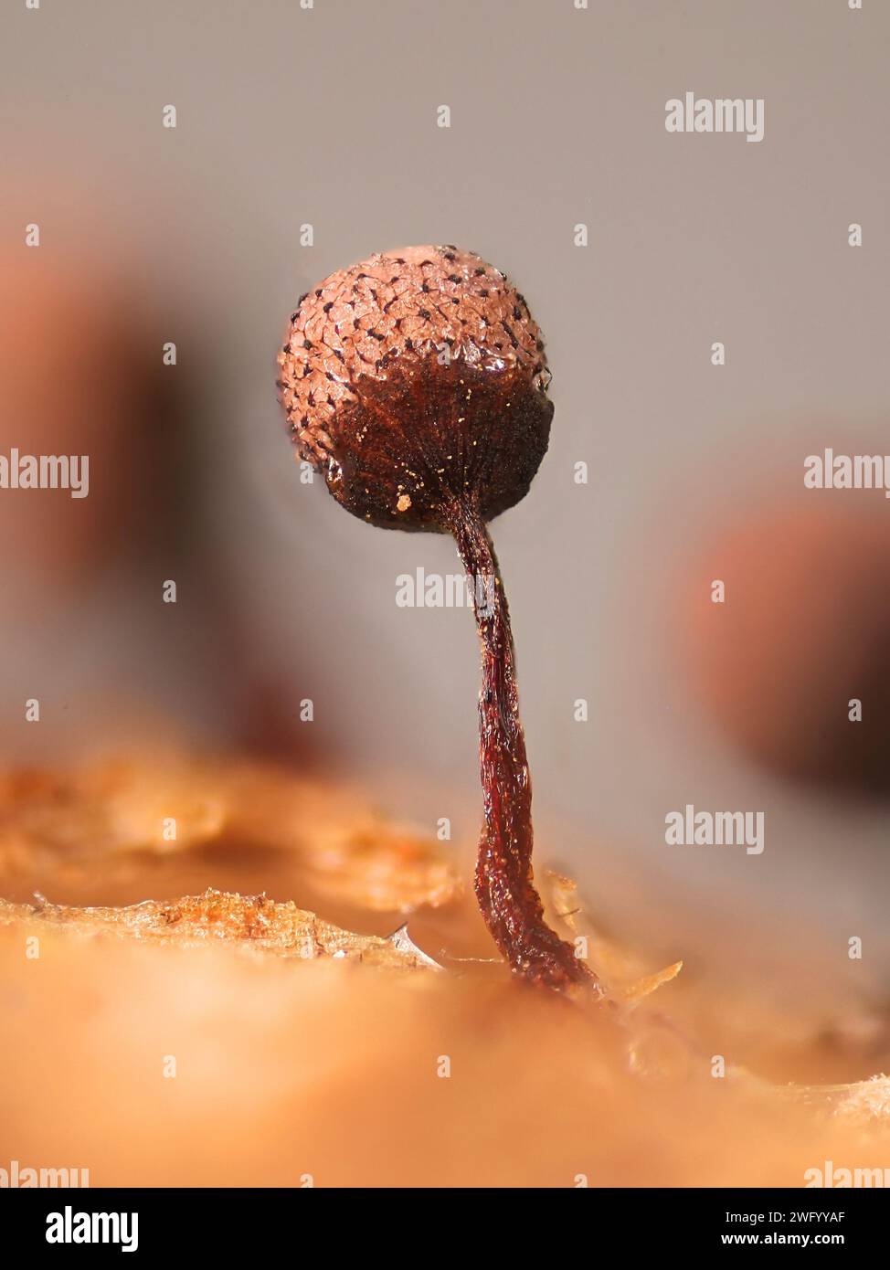 Cribraria piriformis, eine Schleimform, kein gebräuchlicher englischer Name, Mikroskopbild von Sporangien Stockfoto