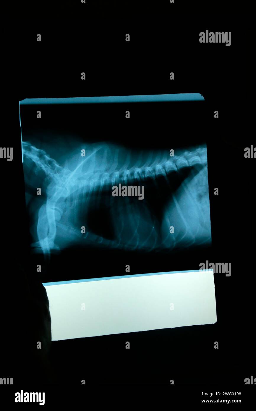 Ein Computermonitor, der ein Röntgenbild des Körpers einer Person anzeigt Stockfoto