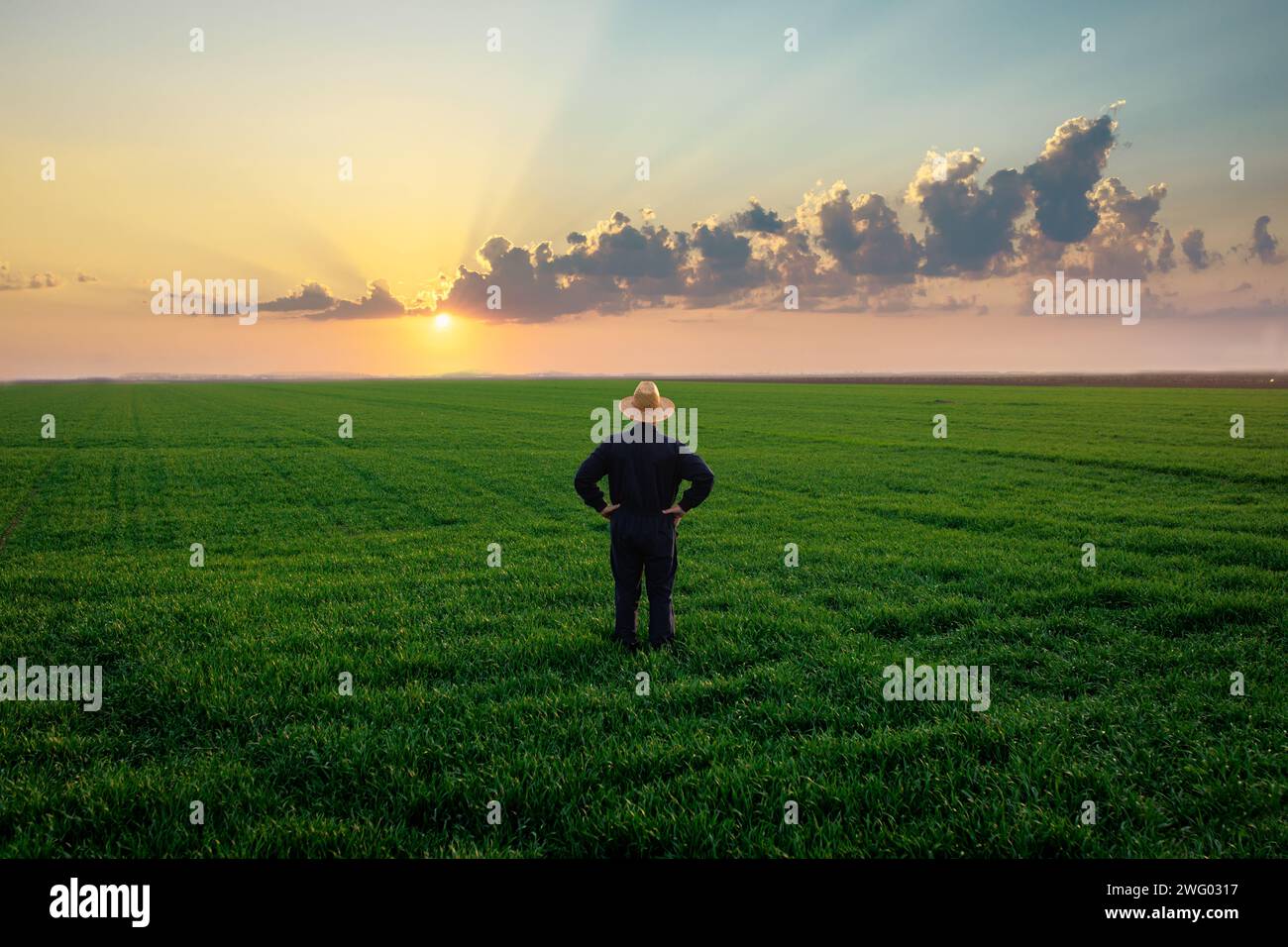 Rückansicht eines Seniorenbauers, der im grünen Weizenfeld steht und die Kultur bei Sonnenuntergang untersucht. Stockfoto