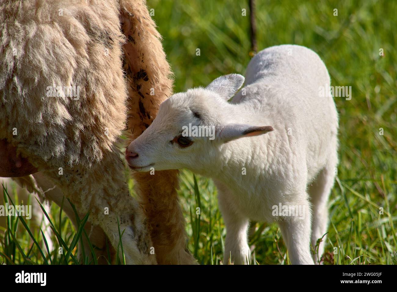 Ein weißes Lamm, das versucht, die von seiner Mutter bereitgestellte Milch zu essen Stockfoto