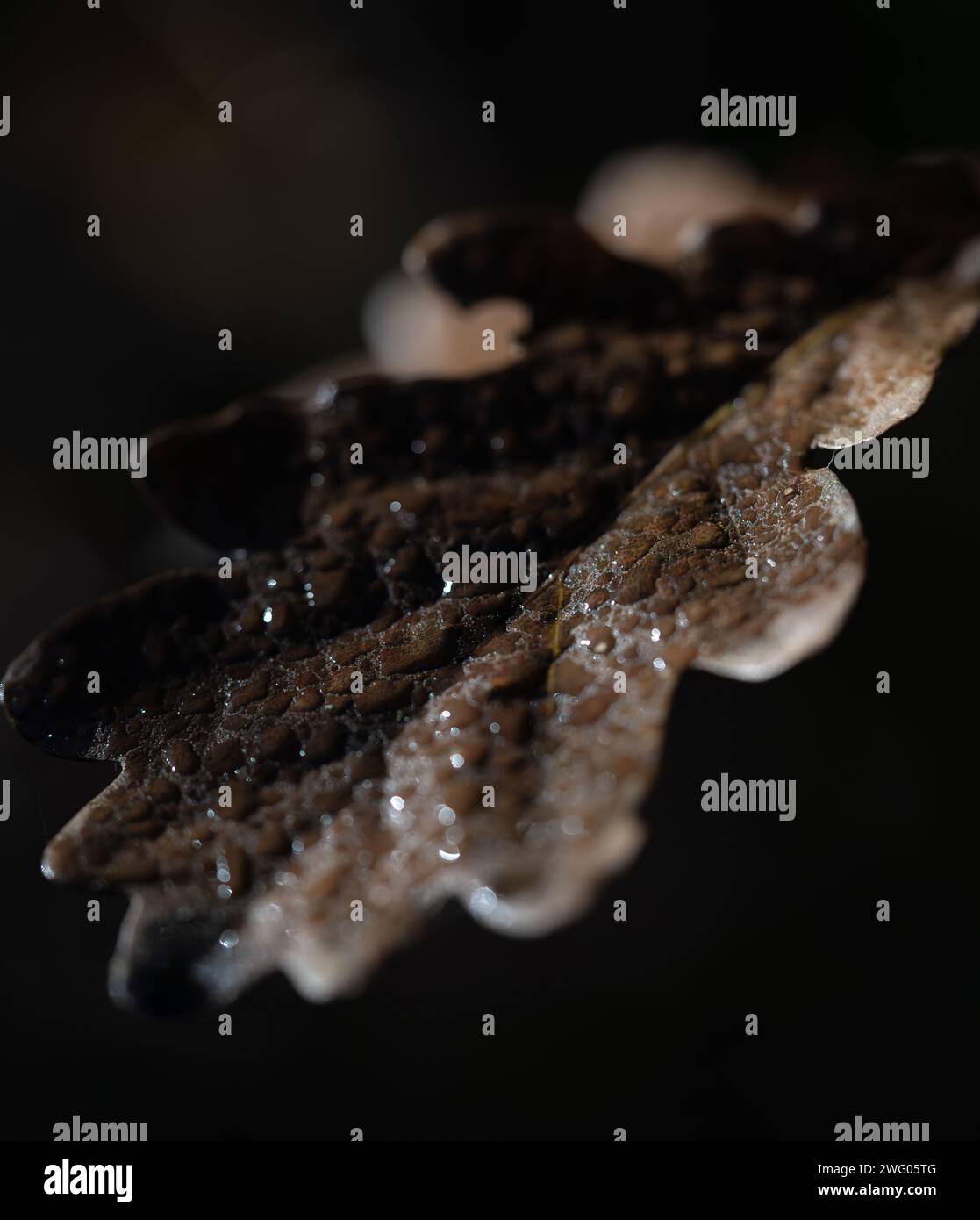 Eine Makroaufnahme eines knusprigen Winterblattes Stockfoto
