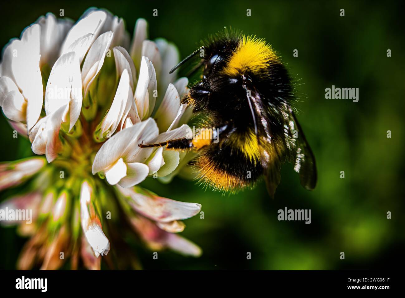 Hummel auf einer weißen Blume. Das Bild zeigt eine gelb-schwarz gestreifte Honigbiene, die zart auf einer unberührten weißen Blume thront. Die Flügel der Biene sind es Stockfoto