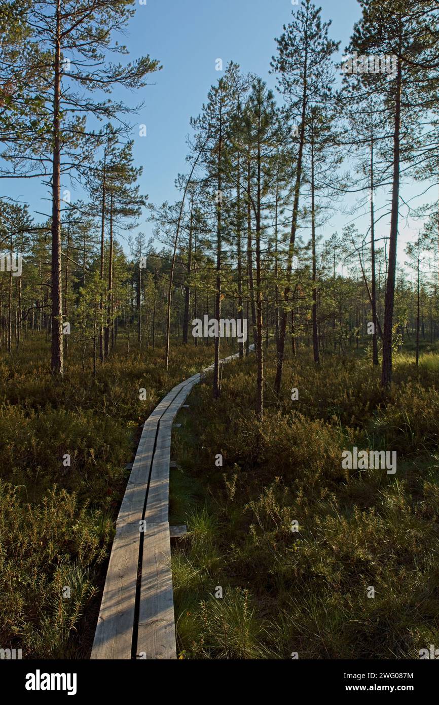 Holzwanderweg im Valkmusa Nationalpark im Sommer, Pyhtää, Finnland. Stockfoto