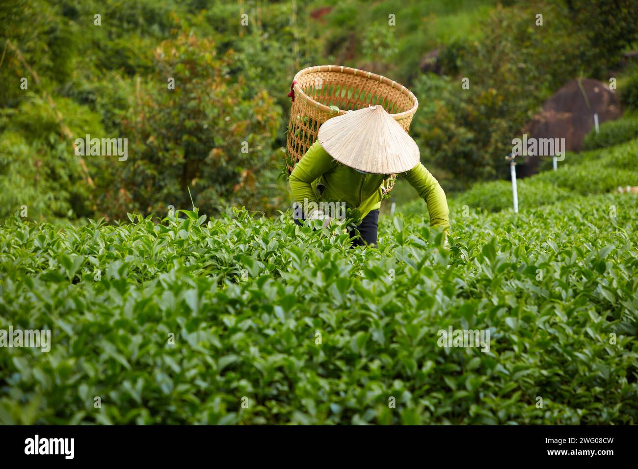 Eine Frau erntet grüne Teeblätter mit einem Bambuskorb auf dem Rücken. Grüner Teeblatt hat viele Vorteile, reduziert Stress, verliert Gewicht Stockfoto