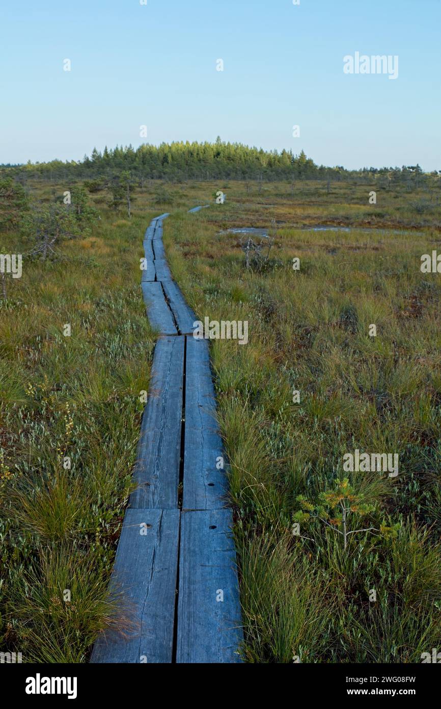 Holzwanderweg im Valkmusa Nationalpark im Sommer, Pyhtää, Finnland. Stockfoto