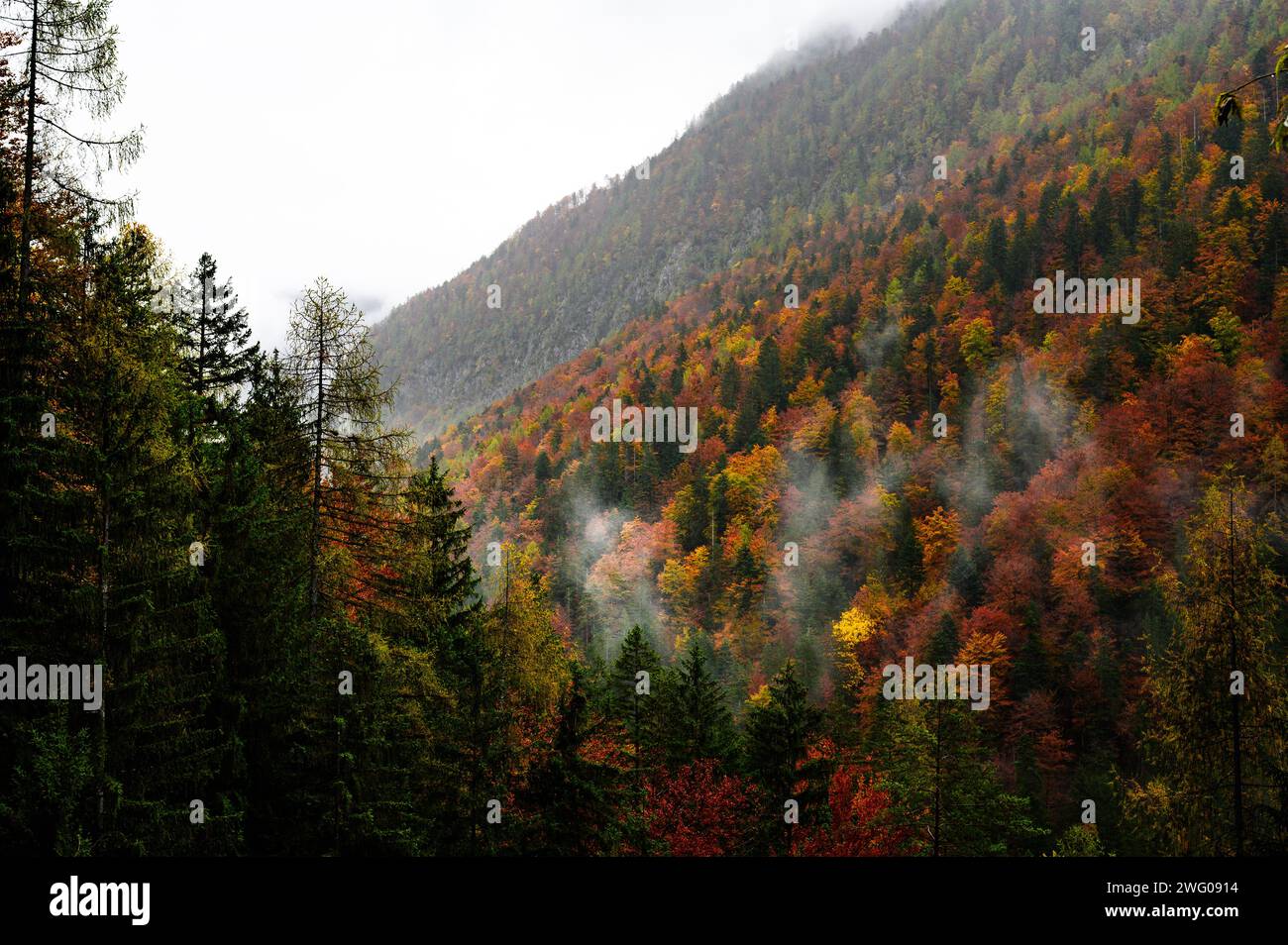 Berg in der Nähe von Bled, Slowenien, herbstwald, grün, orangefarbene und braune Blätter, etwas Nebel Stockfoto