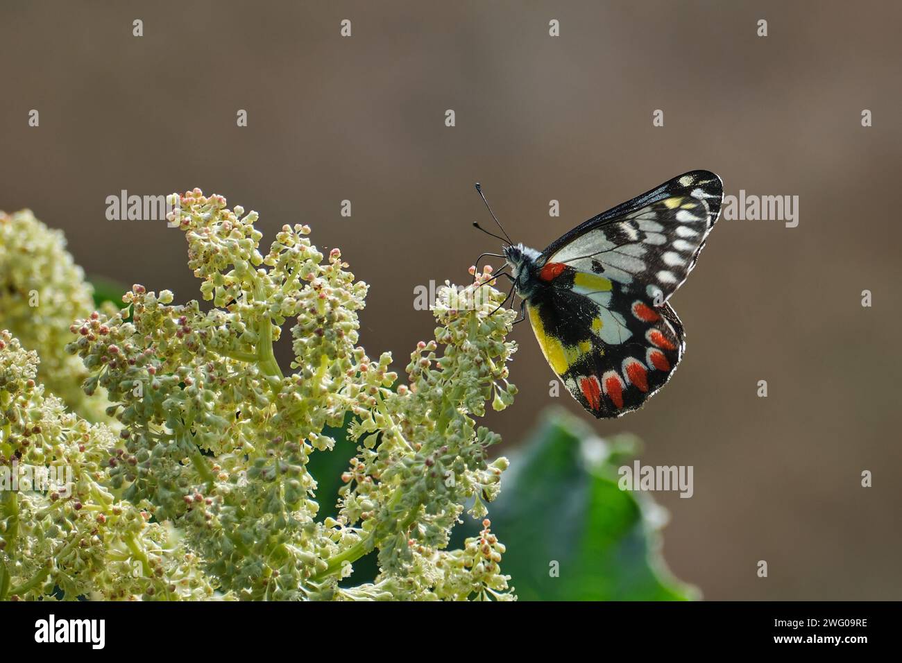 Rot gepunktete Jezebel Stockfoto