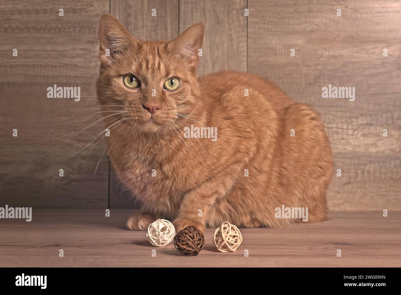 Niedliche rote Katze, die neben Deko-Korbbällen sitzt und in die Kamera schaut. Horizontales Bild. Stockfoto
