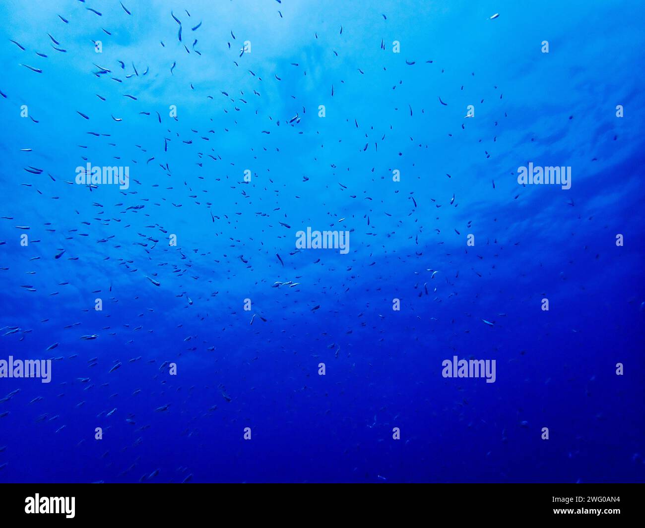 Tauchen Sie ein in einen blauen Gradient, erleben Sie ein faszinierendes Ballett aus unzähligen winzigen Fischen im Atlantik vor Lanzarote Stockfoto
