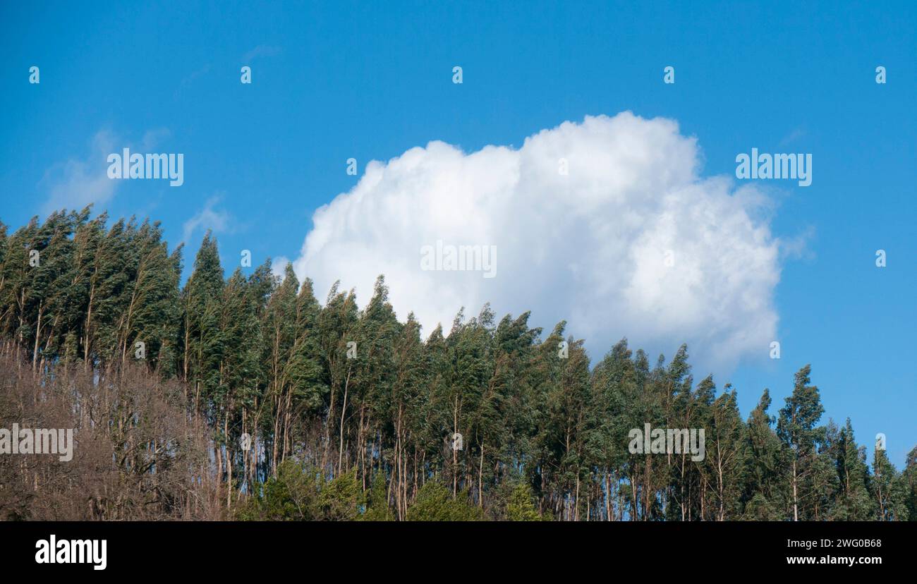 Flauschige Wolke über dem Wald Stockfoto