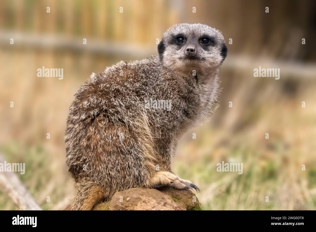 Erdmännchen auf Wache Stockfoto
