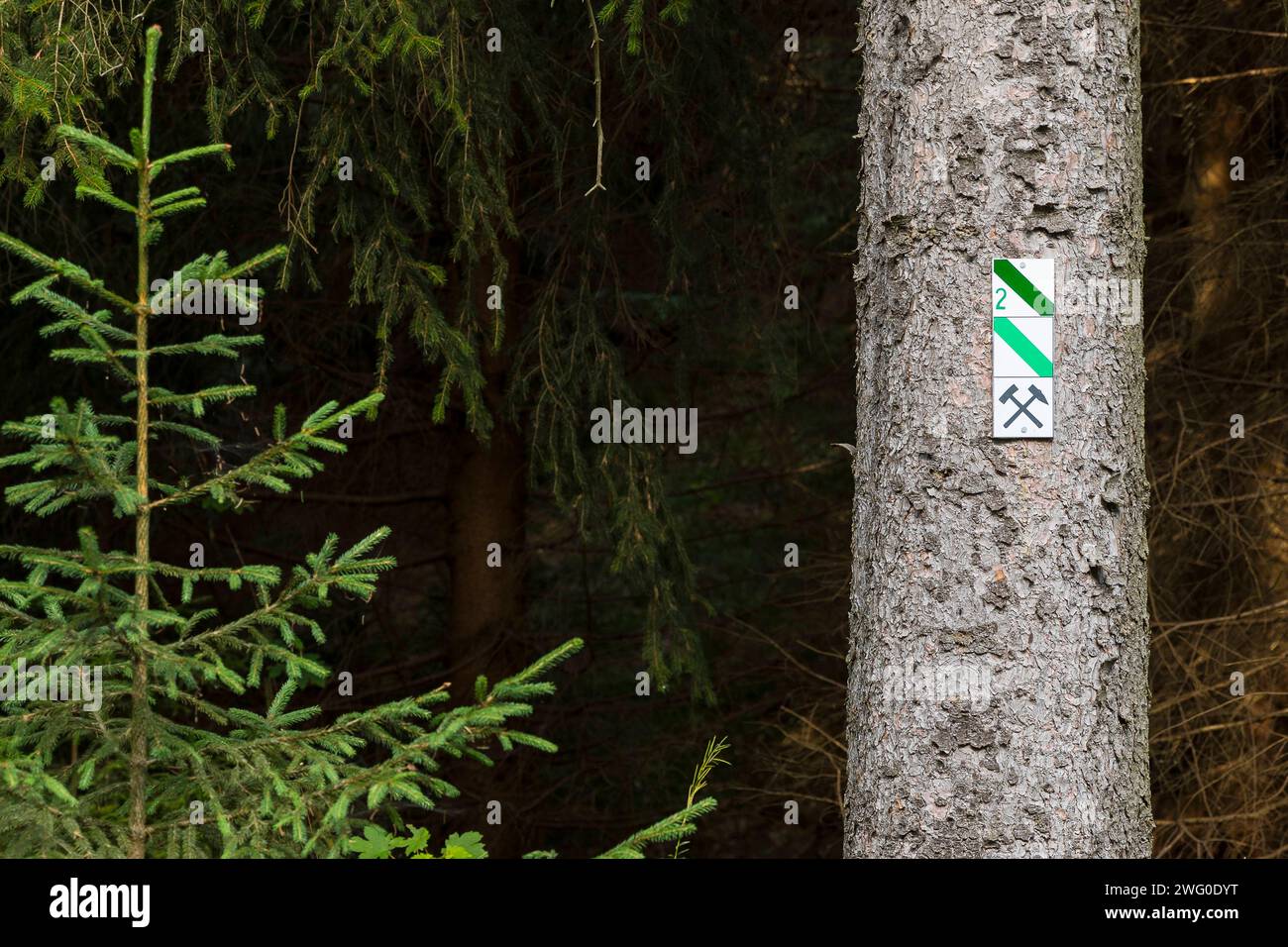 Wegzeichen zum Wandern und Bergbaulehrpfad an einem Baum in Zinnwald-Georgenfeld, Erzgebirge, Sachsen, Deutschland *** Wegweiser zum Wandern und Bergbau Stockfoto