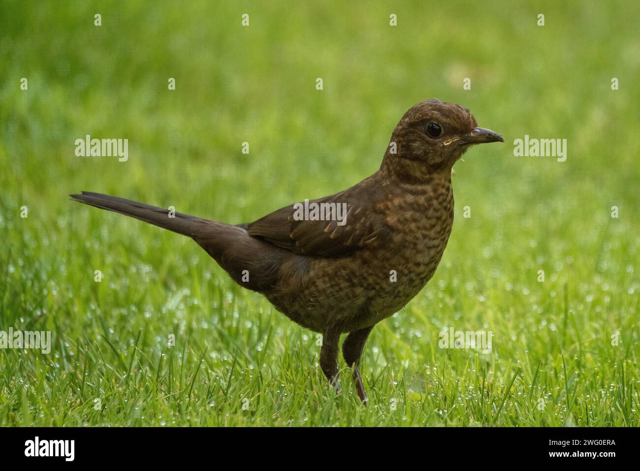 Eine braune Amsel, Turdus Merula, befindet sich im Frühjahr auf einem Gartenrasen. Stockfoto