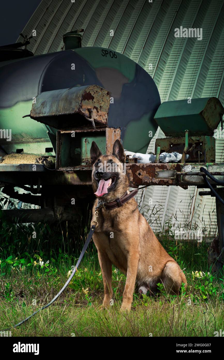 Ein militärischer Arbeitshund der Luftwaffe posiert für ein Porträt in der Nähe eines Wasserbüffels. Stockfoto