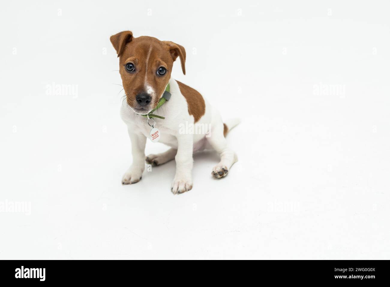 Süßer, zwei Monate alter Jack Russel Terrier Welpe mit gefalteten Ohren. Kleiner, entzückender Hund mit lustigen Fellflecken Stockfoto