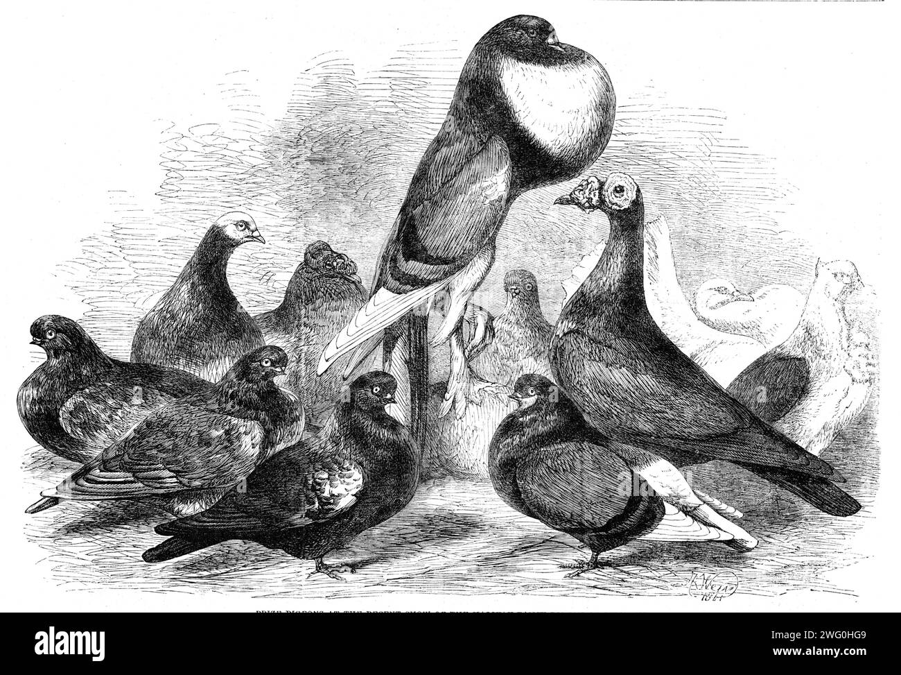 Preistauben bei der jüngsten Show der Halifax Fancy Pigeon Association, 1862. Gravuren... (aus einer Skizze von Mr. H. Crossley) von einigen der Notfähigkeiten... die alle erste Preise in ihren jeweiligen Klassen erhielten. Über dem Rest der Gruppe thront Mr. Edens (Salford) Pouter; während die anderen in der folgenden Reihenfolge beginnen, beginnend links: Mr. Edens (Salford) Mandelbecher; Mr. Sephtons (Prescot) gewöhnlicher Tumbler - Glatze; Mr. Shaws (Stainland) Trompeter; Mr. Elses (London) kurzsichtiger Tumbler - Mottle; Mr. Archer's (London) kurzsichtiger Tumbler - Drachen; Mr. Hives's ( Stockfoto