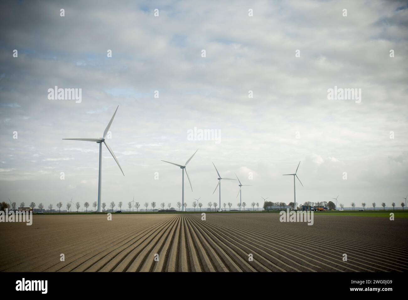 Reihen von Pflanzkartoffeln und Windturbinen in Flevoland, Niederlande. Stockfoto