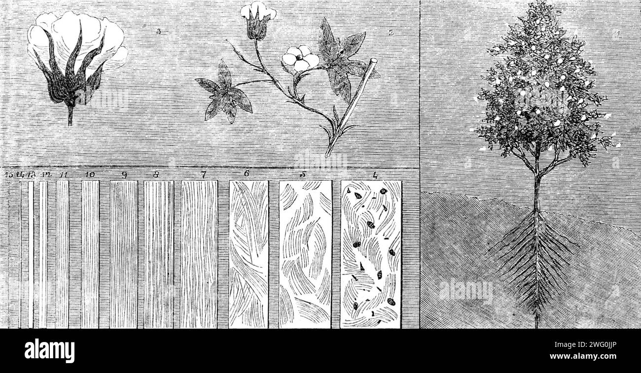 Die Internationale Ausstellung - Baumwollherstellung: Baumwolle in ihren verschiedenen Stadien, 1862. Diagramme '...zur Angabe der verschiedenen Fertigungsstufen. Abb. 4 ist die Baumwolle, die Samen, Schmutz und andere Stoffe enthält; Abb. 5 ist die Baumwolle, nachdem sie durch den Gin gegangen ist, und die Samen und die Scheide sind ausgezogen. 6 das gleiche Material ist, nachdem es der Wirkung des Baumwollscheuers und -Öffners ausgesetzt worden ist, der die Fasern trennt, indem die zusammengesetzten Matten auseinandergenommen und gleichzeitig wirksam von Staub befreit werden; Abb. 7 ist die gekreppte Baumwolle, die Fasern waren alle Stockfoto