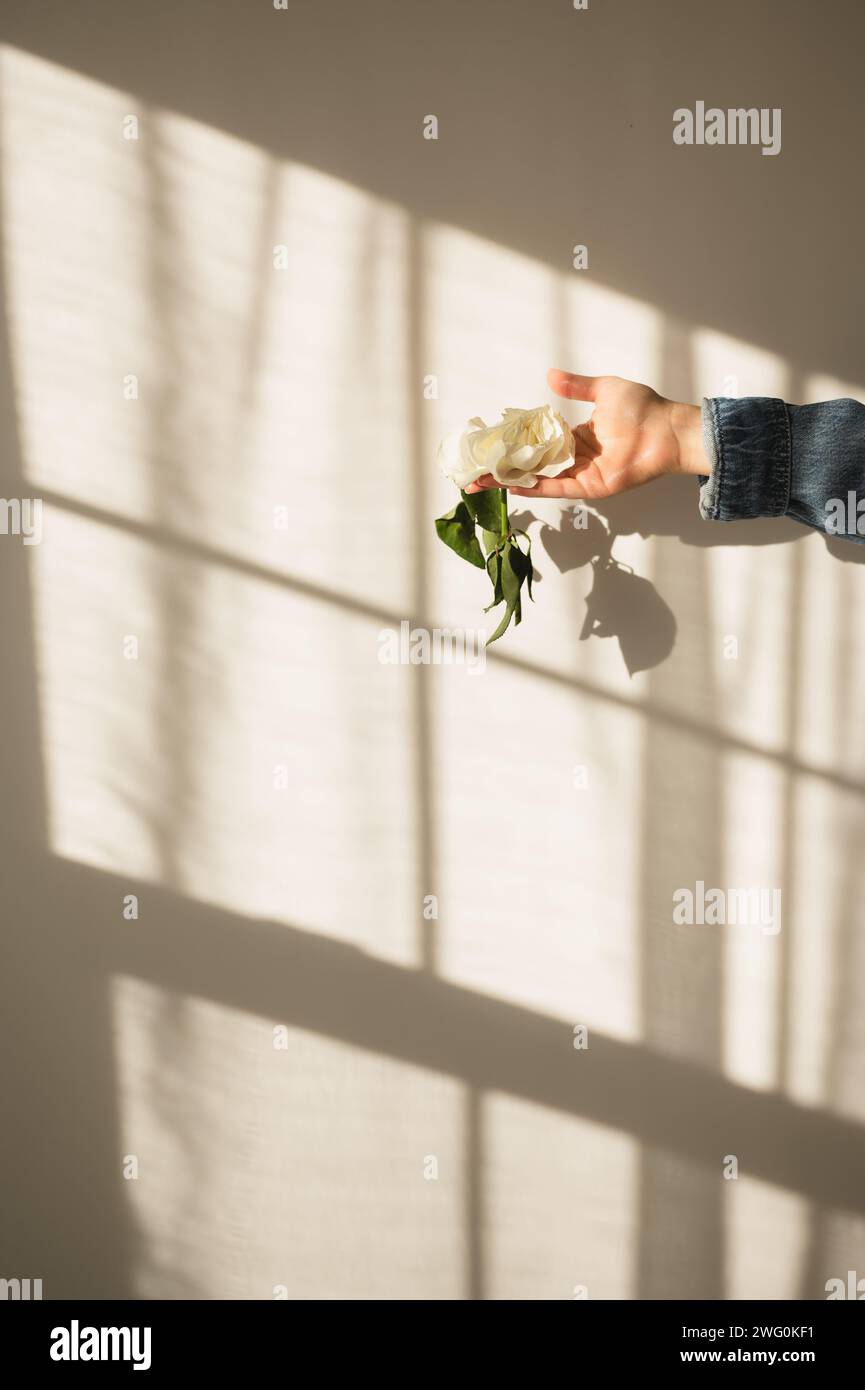 Weibliche Hand, die Rosenblume mit Fensterspiegelung an der Wand hält Stockfoto