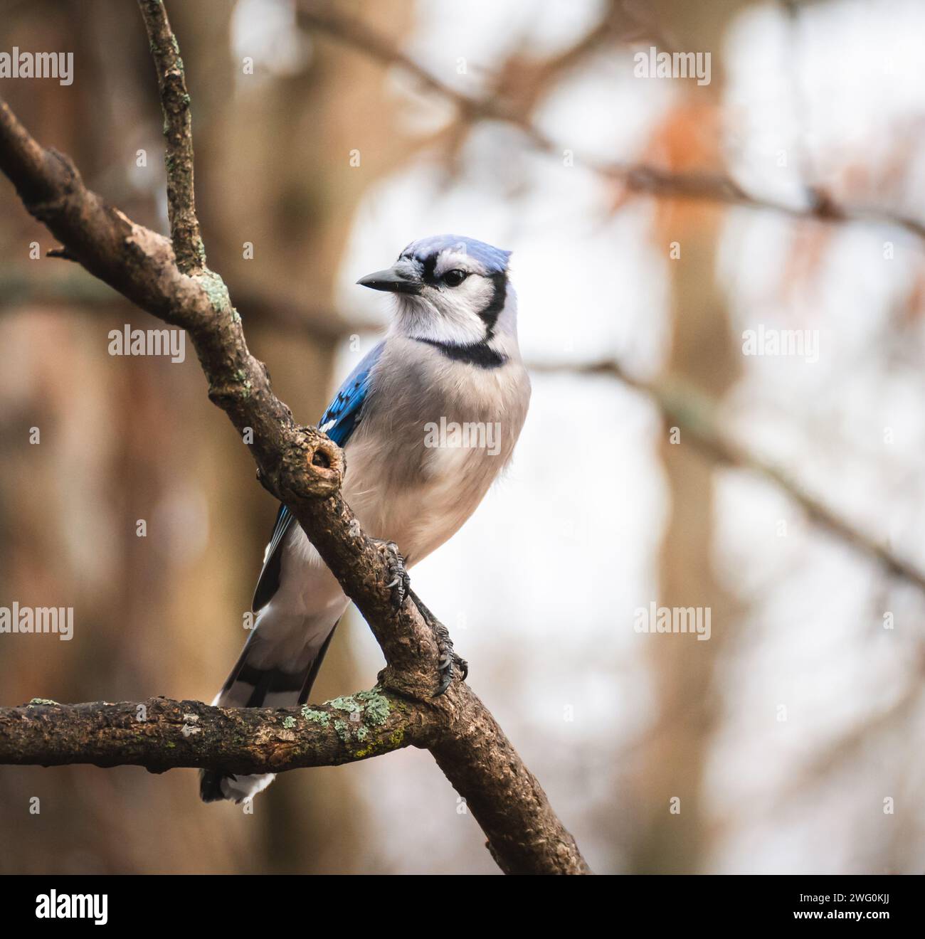 Nahaufnahme eines blauen jay Vogels, der auf einem Ast im Wald sitzt. Stockfoto