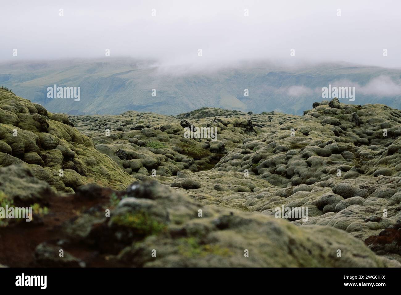 Nahaufnahme der Landschaft mit moosigem vulkanischem Lavafeld im malerischen Island Stockfoto