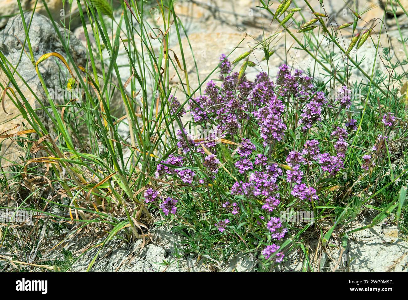 Tomillares. Krim-Thymian (Thymus tauricus) unter Bedingungen trockener Sandsteppen. Feodosiya-Phrygana-Strauchsteppe Stockfoto