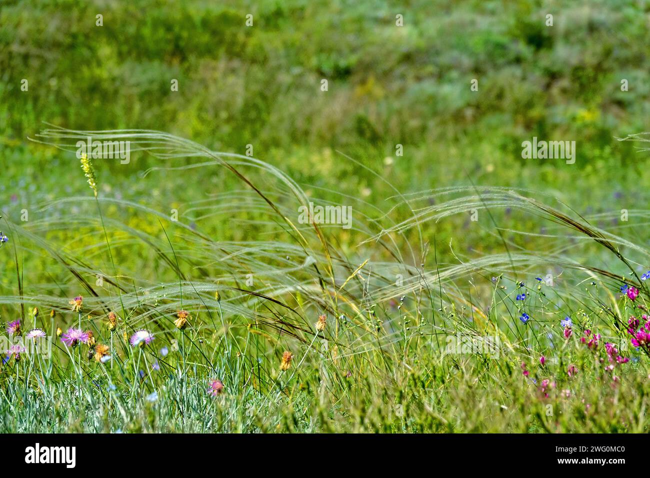 Federgras. Trockene Steppe an den Hängen des Schwarzen Meeres. Krim Stockfoto