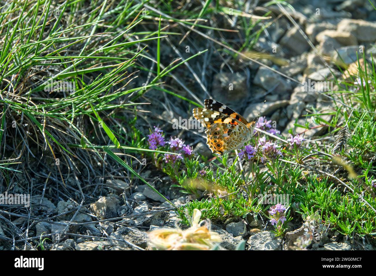Schmetterlingssatyr an der Krim-Thymian (Thymus tauricus)-Honigpflanze. Feodosiya Phrygana-Sträucher-Steppenlandschaft Stockfoto
