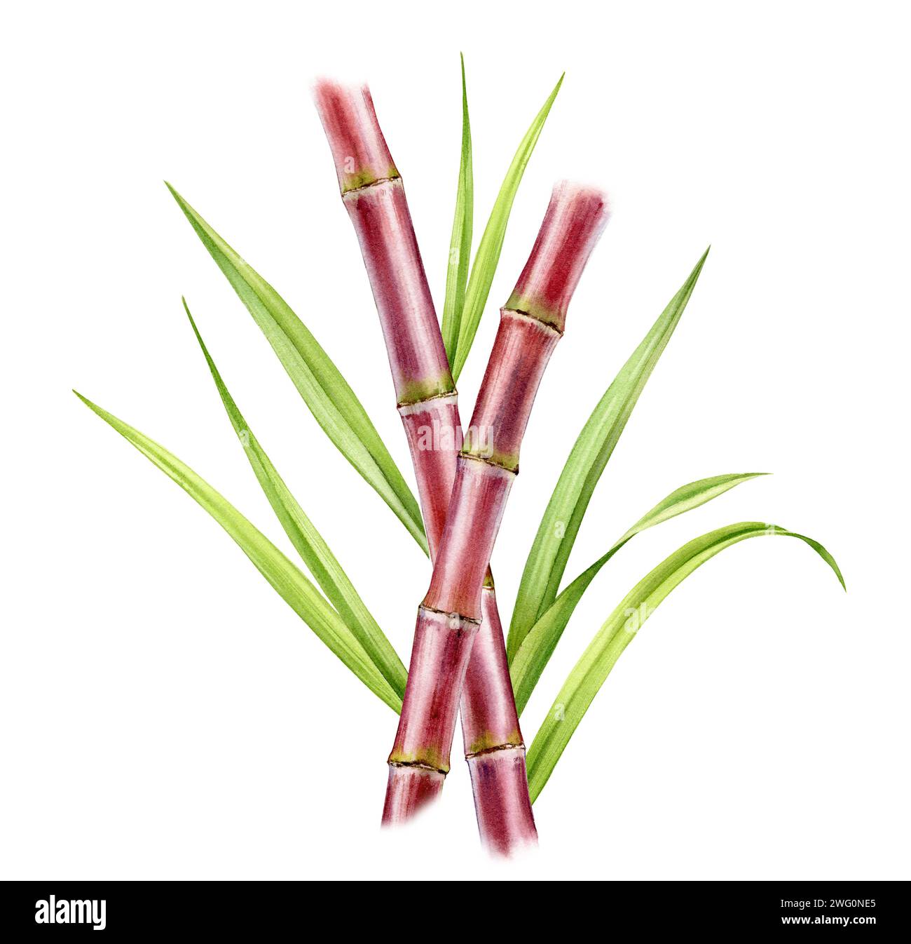Aquarell Zuckerrohrpflanze. Komposition mit zwei Zweigen und Blättern. Realistische botanische Zuckerrohr-Illustration für Verpackungen. Handgezeichnete Objekte Stockfoto