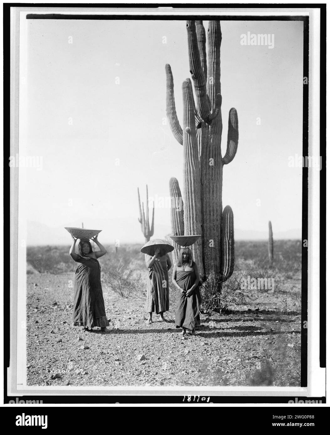 Maricopa-Frauen sammeln Früchte aus Saguaro-Kakteen, 1907, um 1907. Drei Marikopa-Frauen mit Körben auf dem Kopf, die bei Saguaro-Kakteen stehen. Stockfoto