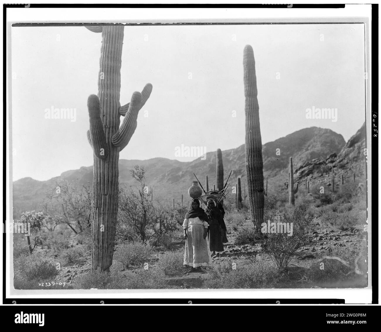 Hasen Ernte B-Qahatika. Drei Frauen, die durch die Wüste laufen, zwei mit Kiho-Trägern und eine mit Topf auf Kopf, Arizona, 1907. Stockfoto