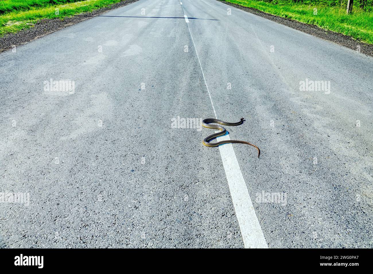Weitere 1,5 Meter lange Balkanschlange (Coluber jugularis) auf der Autobahn. Es ist eine sehr mutige, aggressive Schlange im Verhältnis zu Raubtieren, die kühn offene Räume überwindet Stockfoto