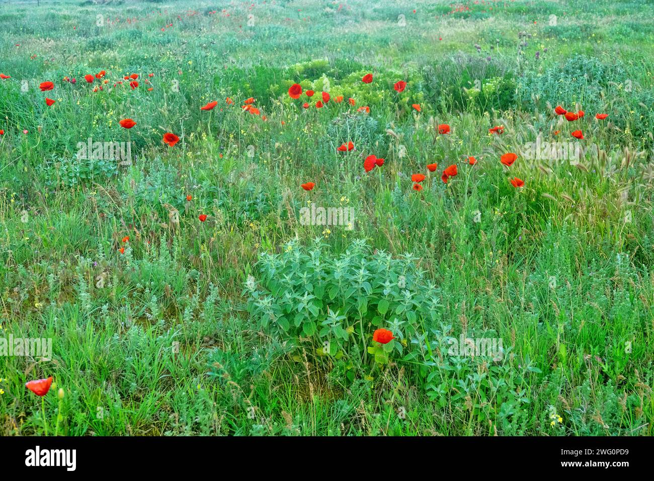 Steppe an der Küste, bepflanzte Dünen. Arabatskaja strelka. Getreide, Salbei (Salvia - große Laubpflanze im Vordergrund), roter Mohn (Papaver Rhoeas), Durchhang Stockfoto