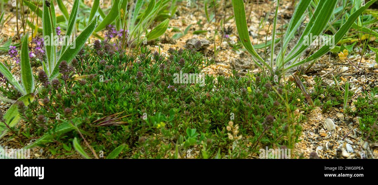 Wahrscheinlich Thymianmuttersoße (Thymus serpyllum) auf Sandschalen-Böden von vegetativer Düne. Tomillares. Asowschen Meer Stockfoto