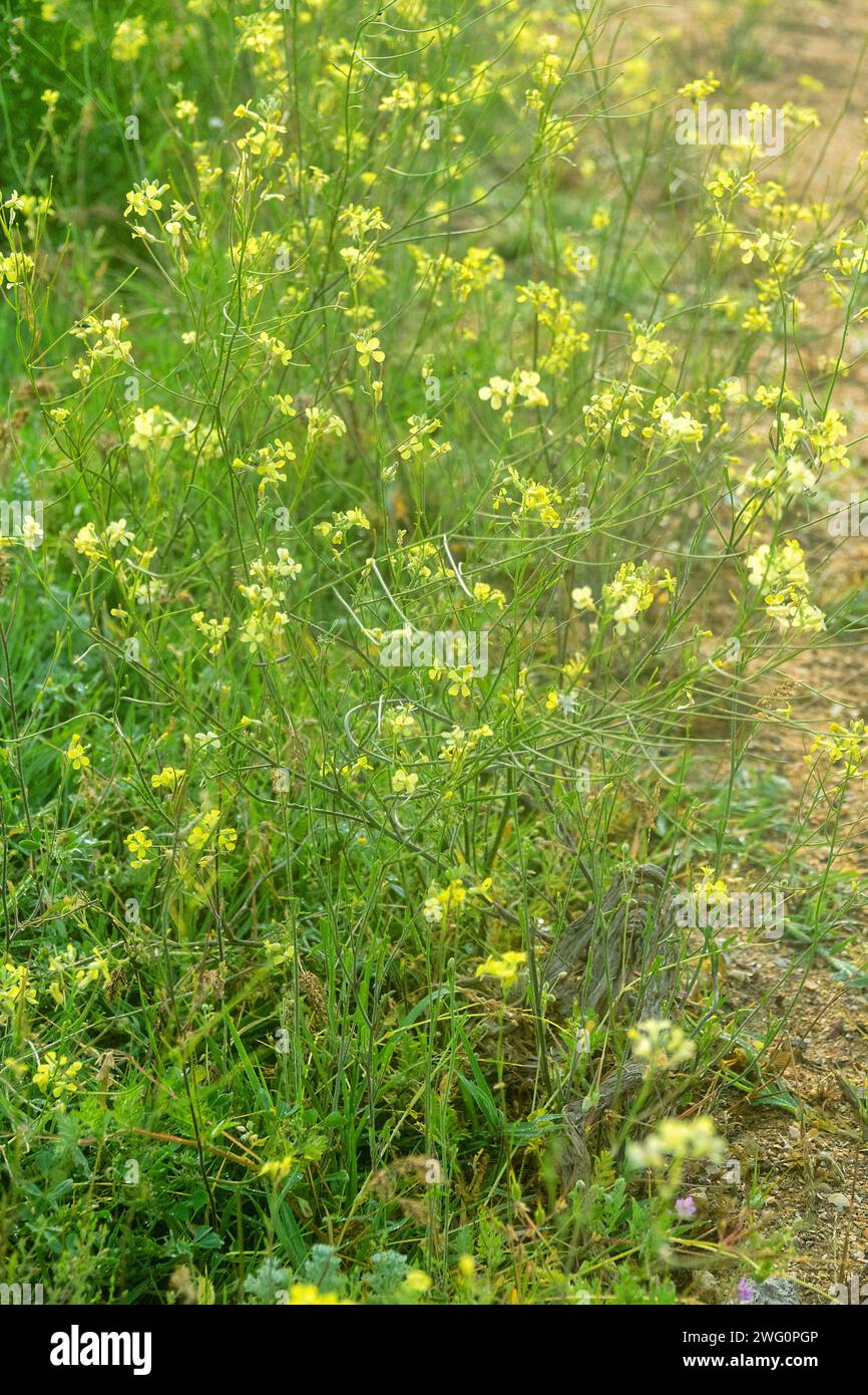Möglicherweise Feldsenf (Brassica nigra, Sinapsis arvensis) auf Vegetatendüne im Dorf. Krim Stockfoto