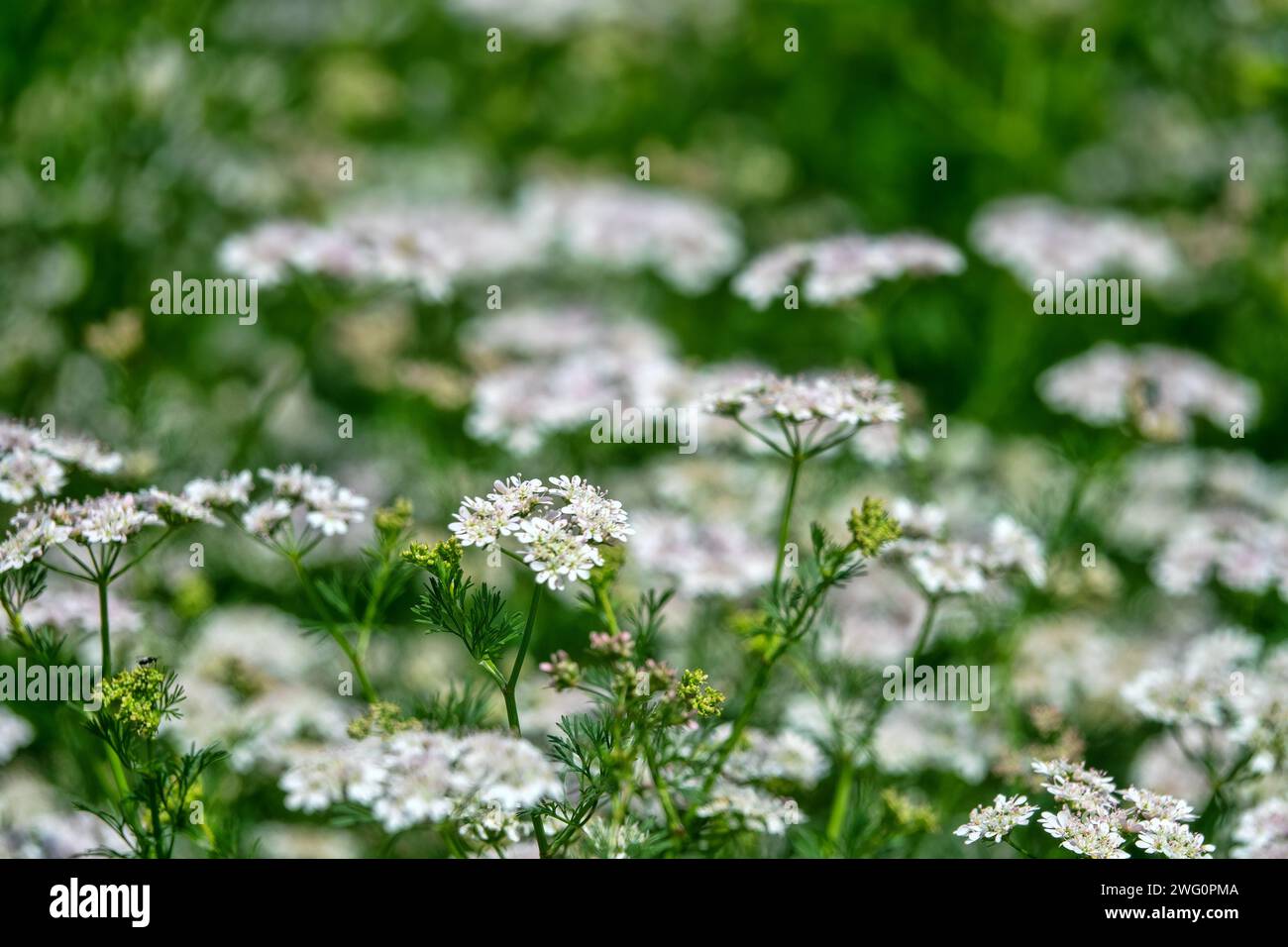 Koriander (Coriandrum sativum)-Feldblüten im Spätfrühling. Würzmittel (Küchenkräuter) und eine wunderbare Honigpflanze (Nektarier). Verwendung in pe Stockfoto