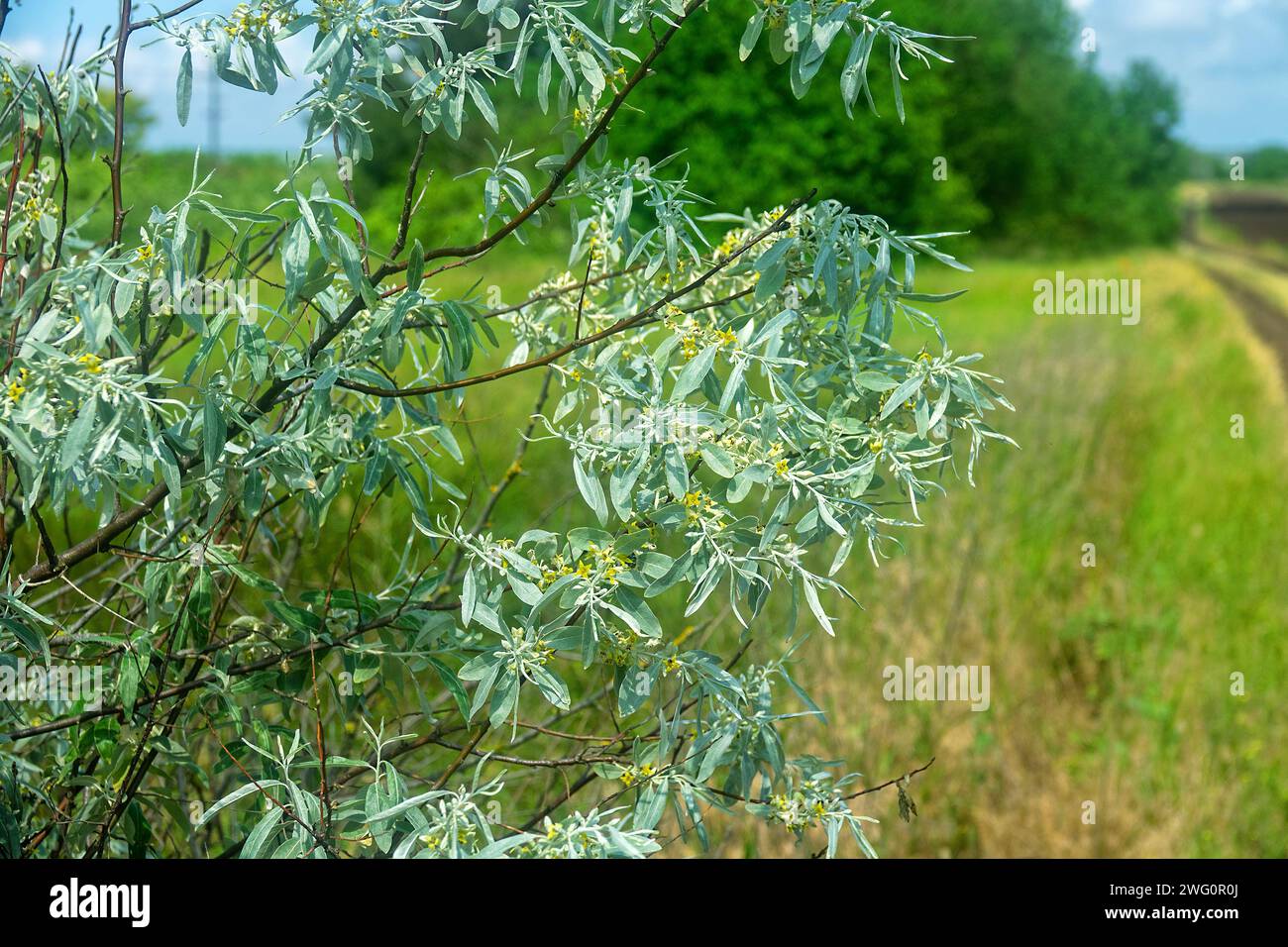 Ein blühender russischer Olivenbaum (Elaeagnus angustifolia) in einem Waldstreifen (Schutzgürtel) zwischen der trockenen Steppe, trockenbeständige Pflanze. Goldener Honigfluss Stockfoto