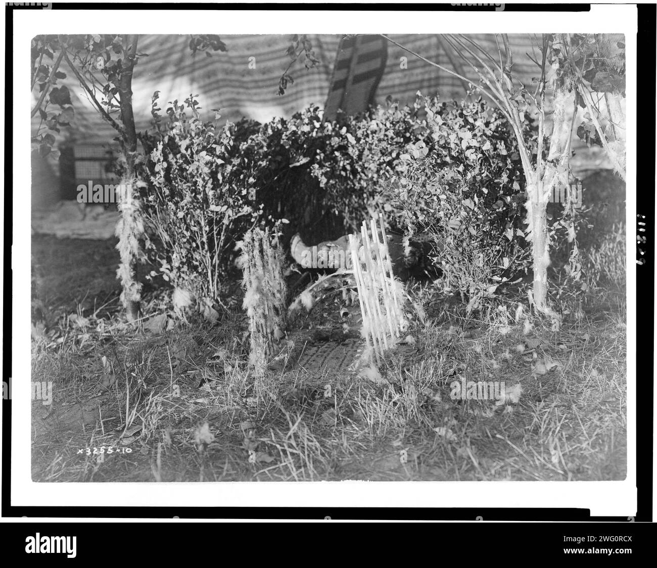 Der Altar, um 1910. Cheyenne-Altar im Zelt, mit Büffelschädel auf dem Boden, umgeben von Ästen und Stäben mit Federn; zusätzliche Stäbchen und Federn sind auf beiden Seiten des am Boden gezeichneten Musters angeordnet. Stockfoto