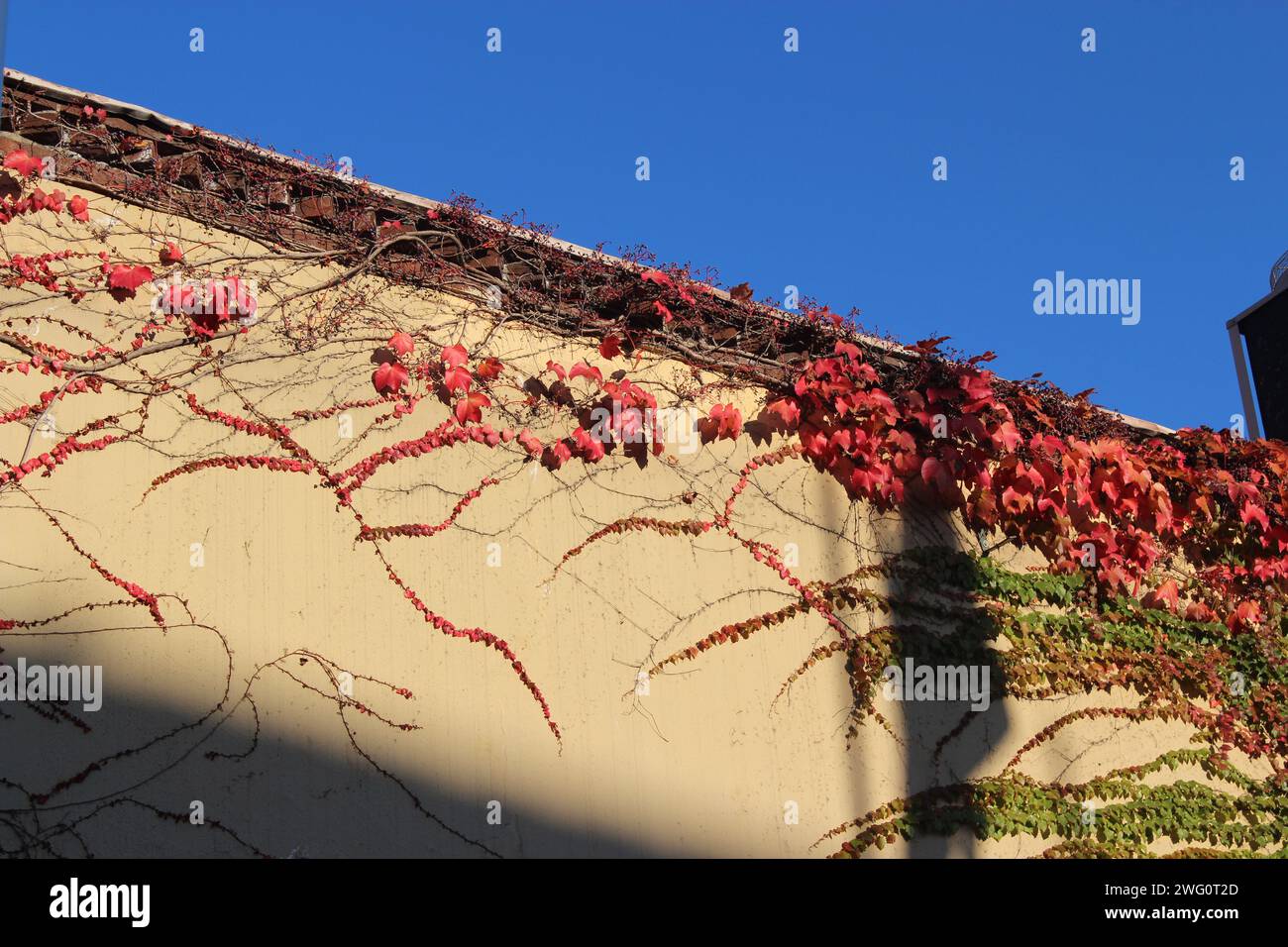 Nelken wachsen an der Wand, die dem Gebäude ein künstlerisches Aussehen verleihen. Stockfoto